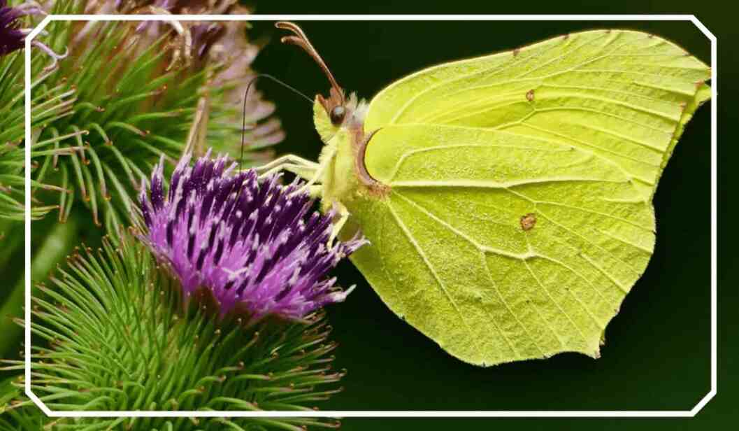 Brimstone Butterfly：伍尔夫的蝴蝶 ｜译余偶拾
